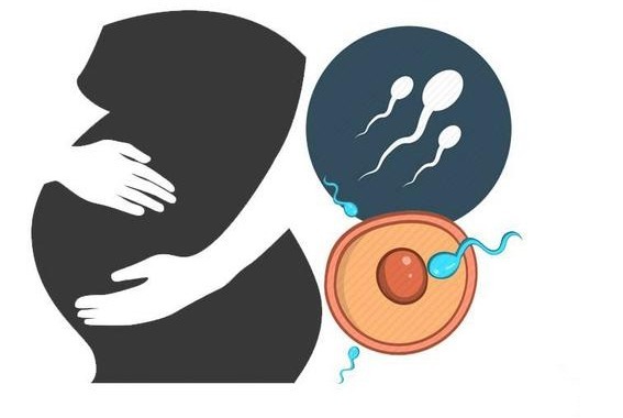 精子|排卵期怎么算？排卵前和后“同房”，哪个更易受孕？差别大吗？