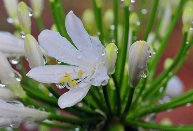 兰花养不好,就学1招“绝妙的技巧”,用后叶芽蹭蹭长,花开不停