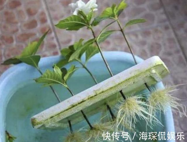 花卉|夏天还买花5种花枝条“折1根”,扔花盆里,萌发“小根系”