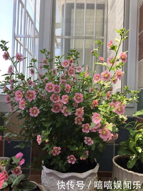 花期最长的盆栽植物 开花大半年 漂亮又好养 还可做盆景树 快资讯 花期最长的盆栽植物 开花大半年 漂亮又好养 还可做盆景树 快资讯
