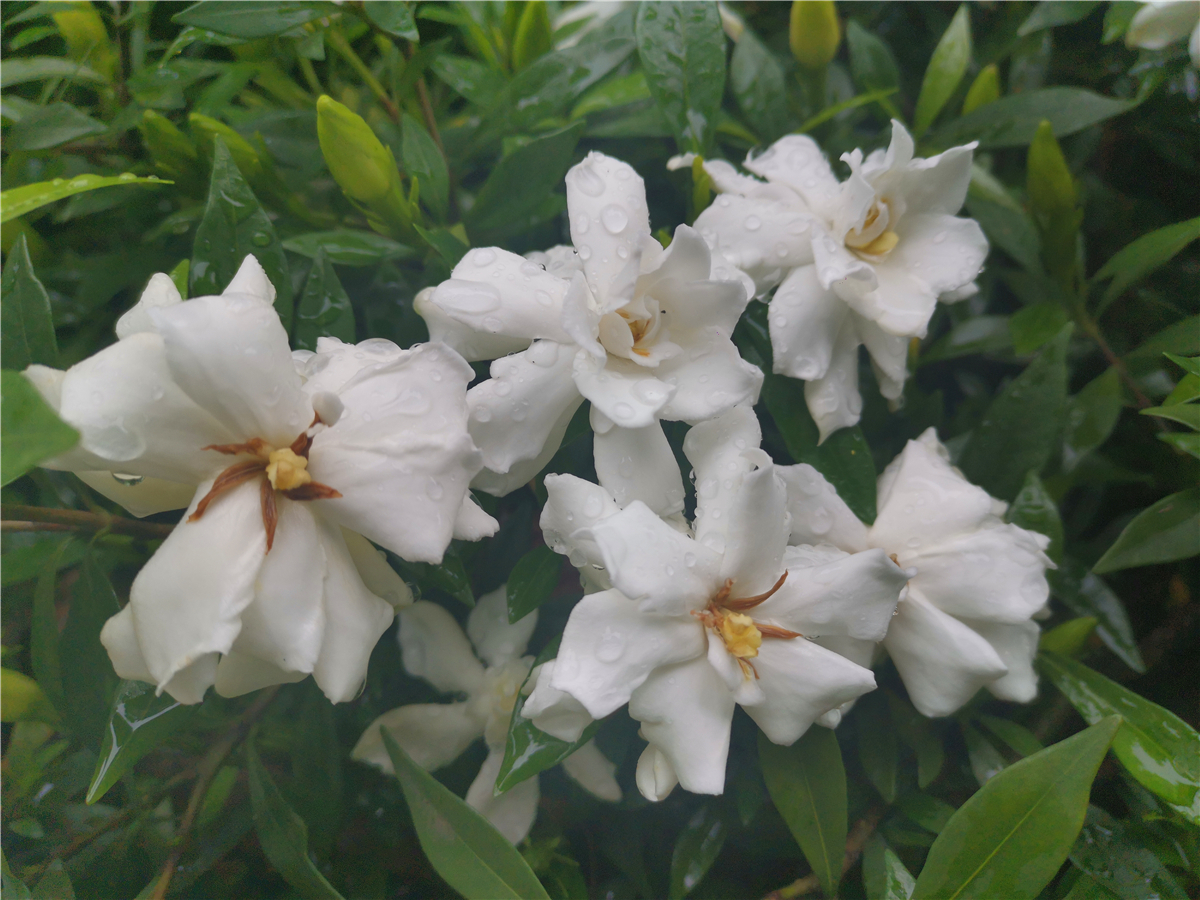 吉安|美丽吉安：吉州大道栀子花开 洁白如雪