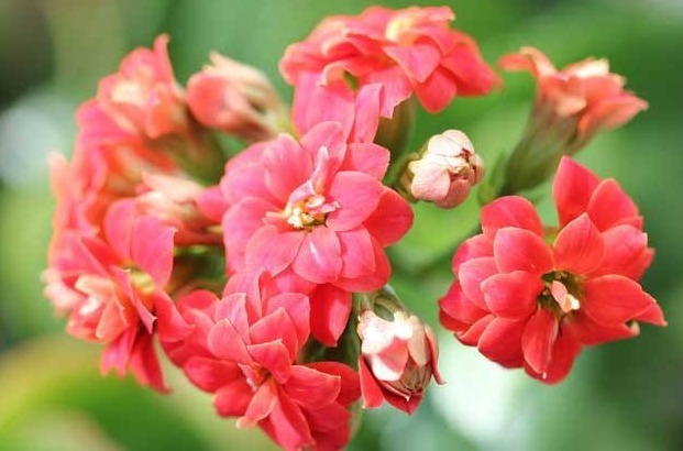 长寿花开花少教你3个“小妙招”,年年开花爆盆,养成“老桩”