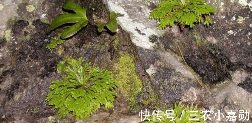 祝你好运|人称“九死还魂草”, 或许您家乡就有, 请记住它外貌, 当今好珍贵