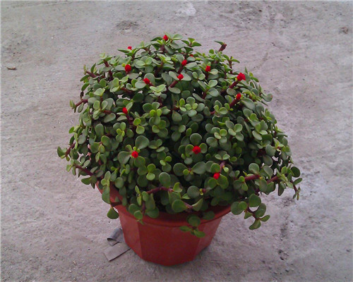 金枝玉叶|金枝玉叶也能开花教你3个养护金枝玉叶的妙招,别说没提醒