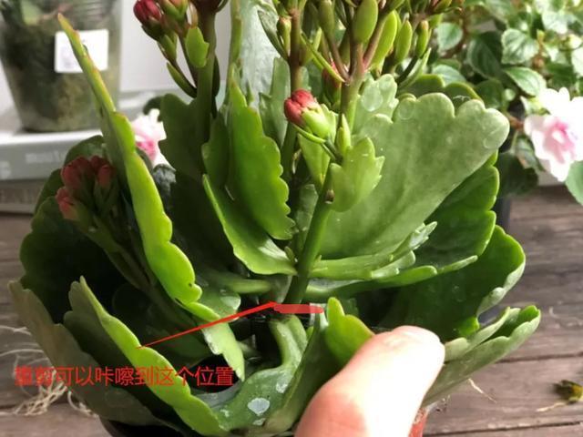 养花技巧这花不是一次性，开完别扔，还能再养7、8年