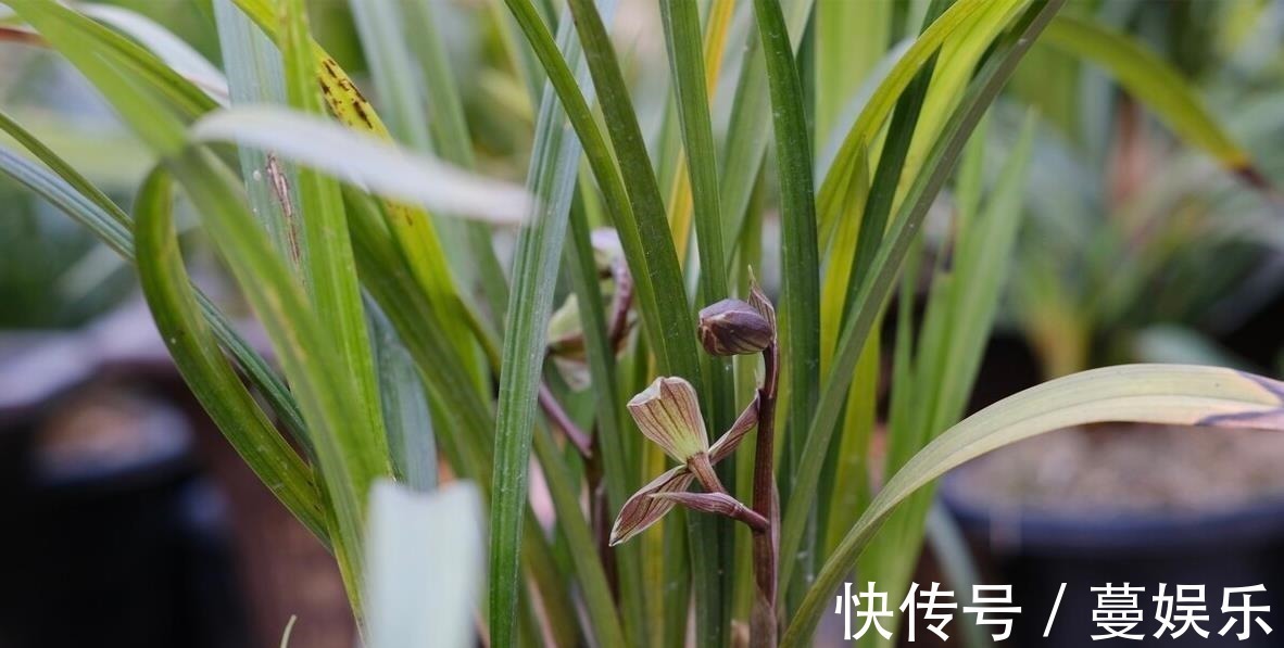 服盆|兰花翻盆:两花不翻、两水不浇、两肥不施,你做对了吗