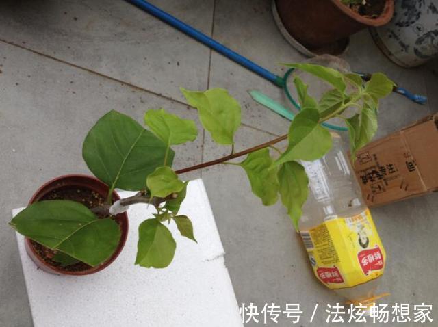 高手的扦插玩法，把以下三角梅养得这么好，只见开花不见叶