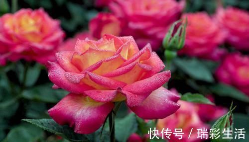 花朵|美得出奇的4种花,花朵超漂亮,一年开花多次,养护容易