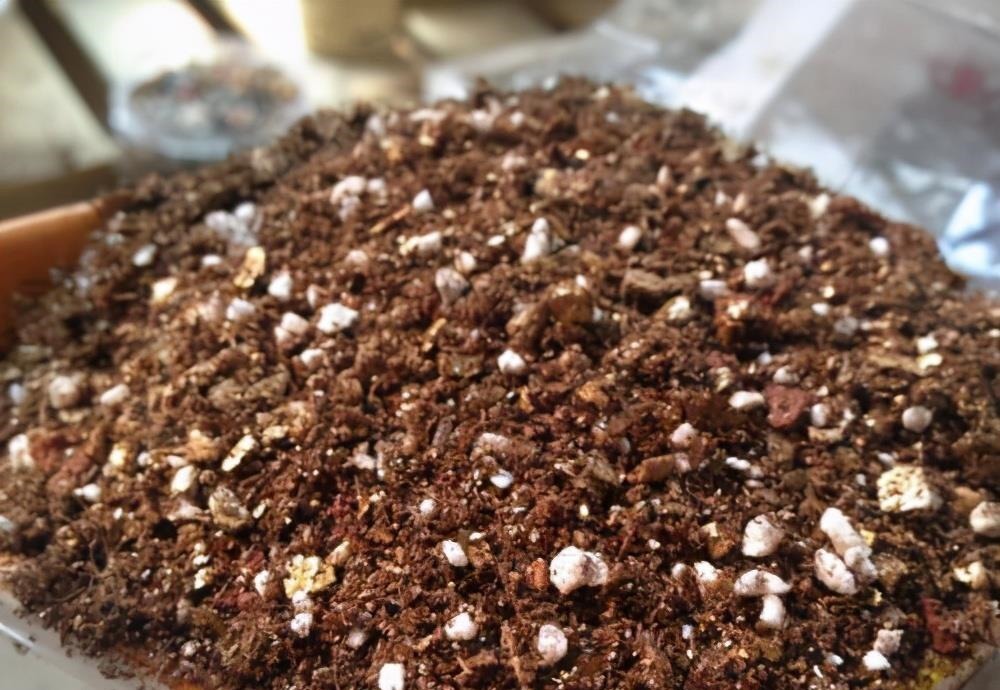 多肉喜“酸”还是喜“碱”?一个配土“小原则”,多肉个个养的棒