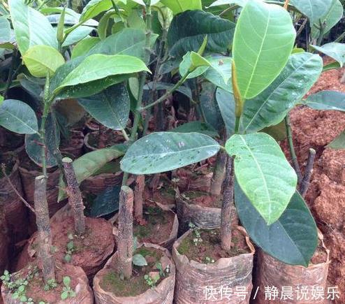 阳台上|3种“果核”有用,别扔掉,直接埋在土壤里,“15天”生根发芽