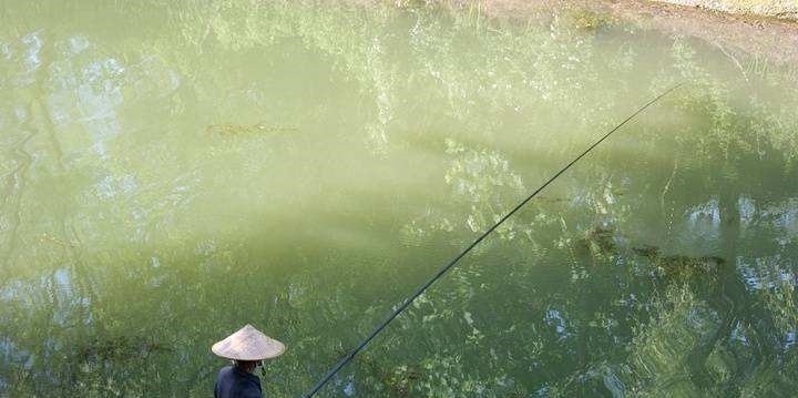 钓春鲫,判断鲫鱼是不是已经离底了,看这两个迹象就足够了