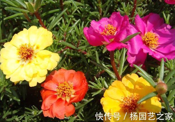 松树皮|养花,老化的树皮,堪称养花神器,制作方法简单,格外实用