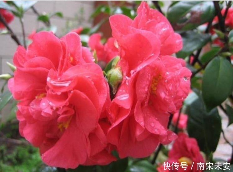 家里要养4种花,开花吉祥又喜庆,随手一养就“爆盆”!