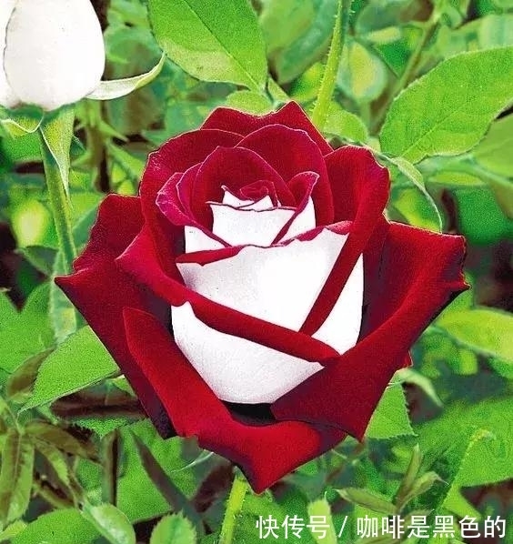 奇花|奇花、奇花、奇花、罕见奇花,赶快打开欣赏吧