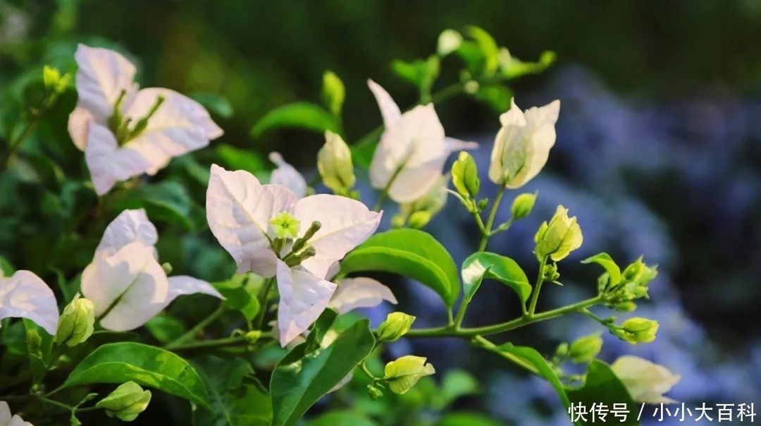 叶子花|全国最高三角梅记录保持者绽放上植温室