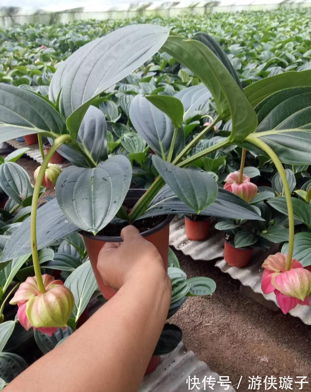 长寿花|5种“富贵花”,谨记“穷养它”,大盆换小盆,才能开满富贵花