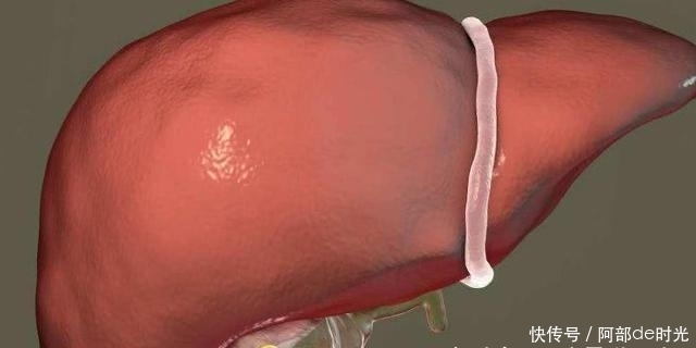 肝不好,每天两物泡水,帮你修复肝细胞,让肝