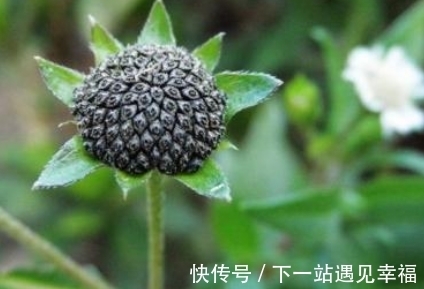 形状像马齿苋似柳叶,看上去像葵花似菊花,别忽视