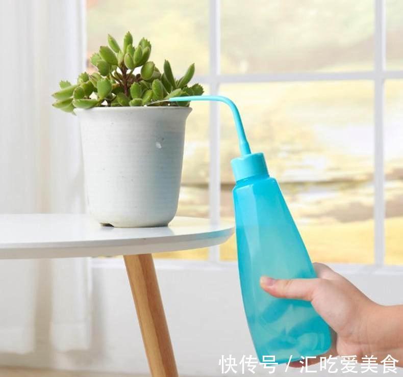 关于养多肉缓苗,这次好好说说