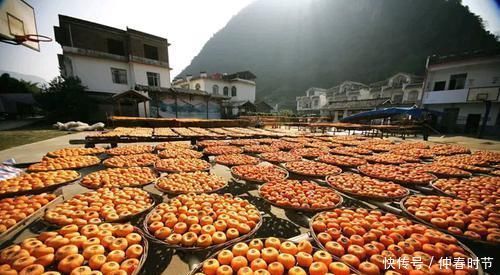 一个柿子相当于十副药?吃柿子的这些注意事项,你都了解清楚了吗