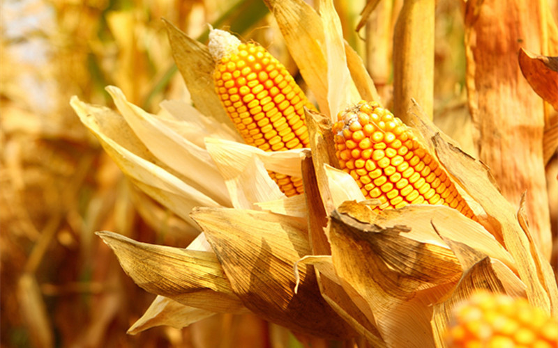 竟有这么多人将玉米煮错,煮玉米也是有技巧的,赶紧学起来