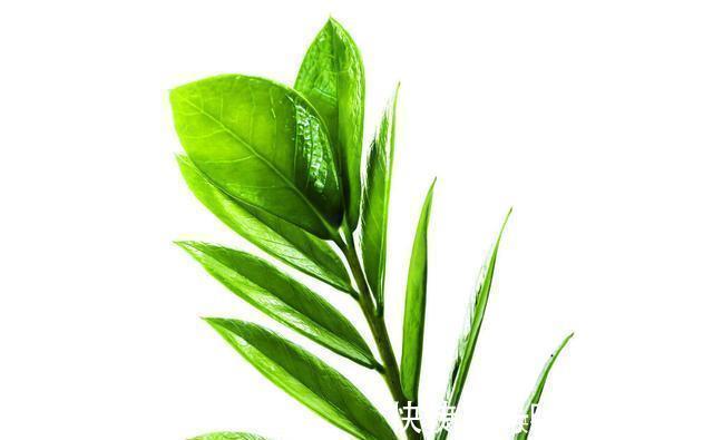 发黄|腊月不可错过的5种富贵花,随便养一盆,富贵上门来