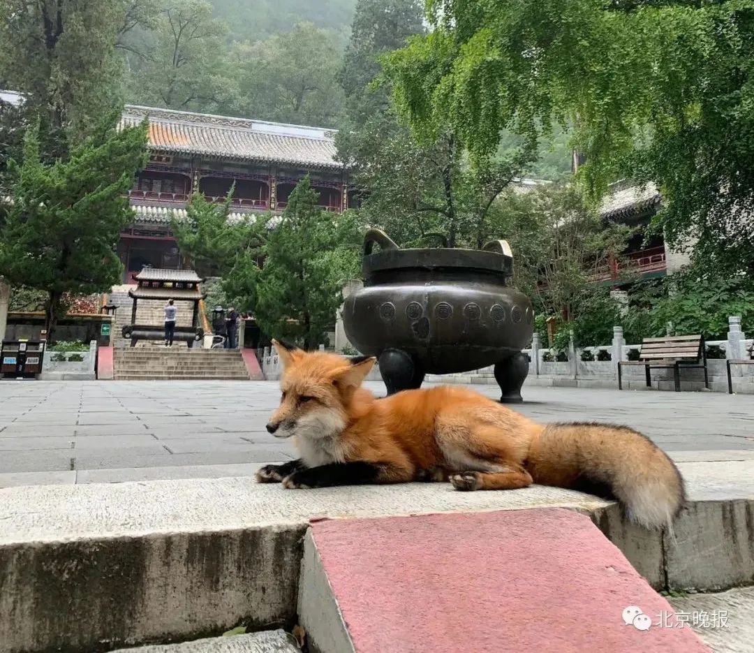 寺院|潭柘寺“网红”小狐狸和人挺亲，野保专家提醒——