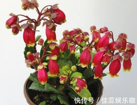 “富贵又招财”的4种花，养在家里富贵吉祥，从年头旺到年尾！