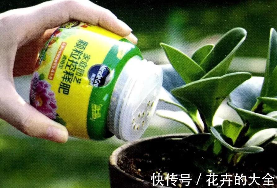 养花|花卉养不活？5个坏习惯在作祟，不戒掉啥花都养不好，你中了几条