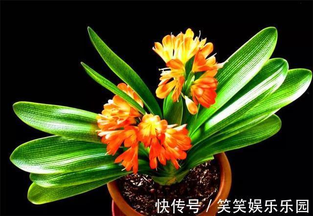 土壤|立春了,君子兰换盆正当时,牢记6个小细节,根系粗壮叶子肥