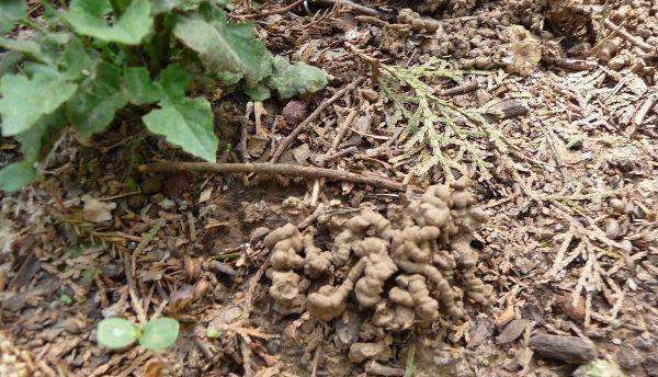 羊粪|这3种东西“人见人嫌”,邻居却捡来养花,盆里埋1点