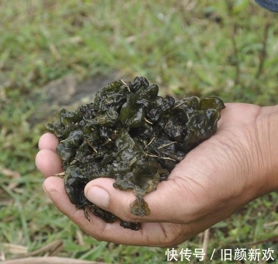 营养价值|雨后农村的山上会长出“脏野菜”，营养价值很高