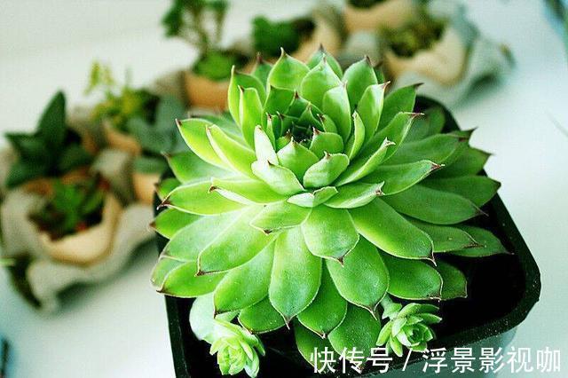 多肉植物|多肉好养却难养爆盆，掌握这几个“技巧”，养爆盆不困难