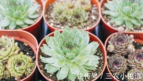 大戟科|多肉植物有毒, 是谣言还是真相?