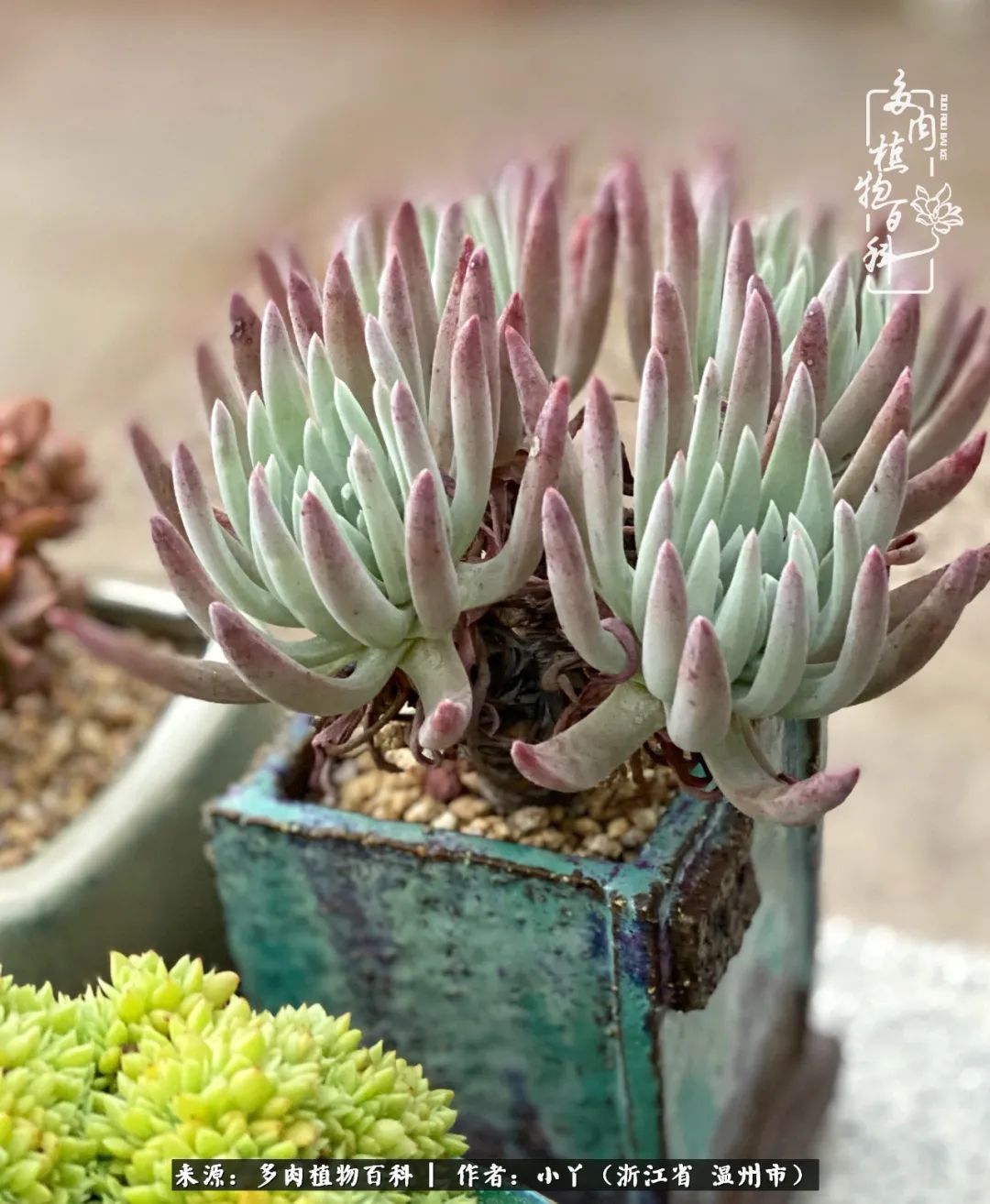 祖上无院家里无矿,一腔浪漫情怀付诸楼顶造花!