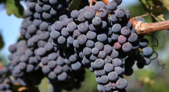 患有高尿酸的人，只要记住“3水3果”，随时让尿