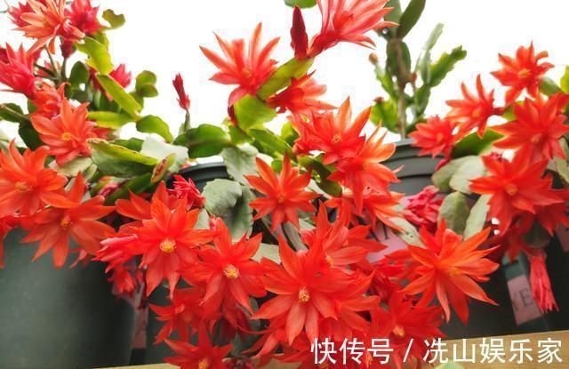 蟹爪兰嫁接后如何管理做好“3点”，叶片爆盆，花期开花也爆盆