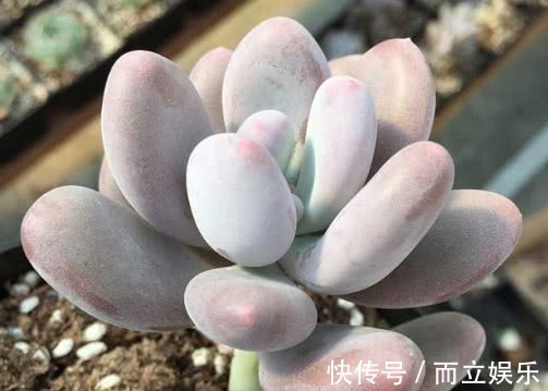 多肉冬美人怎么养教你3个小妙招,养出最饱满有光泽的冬美人