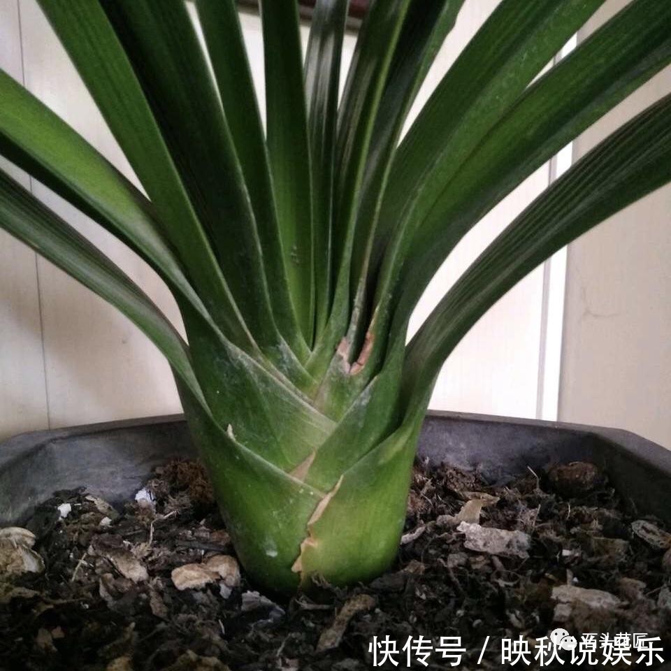 水溶液|花卉盆栽“喝点酒”，不黄叶、不烂根，越长越旺，叶子绿、开花多