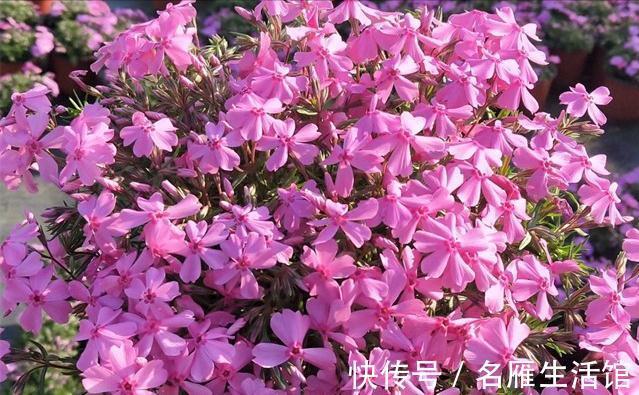 6种“漂亮花”,农村特别多,种一棵就开成花海,秋天赶快种起来
