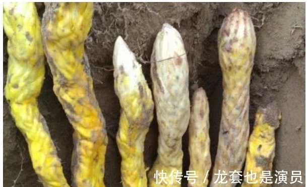 黄色植物|驴友上山挖草药，挖出几条“黄金蛇”，本想逃离结果却乐开花