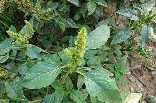 曾是田里一大害草,如今却成了高价野菜,8元一斤爱吃的还不少