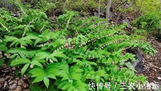 野草|农村山里的这种稀罕野草，市场上卖40块一斤，入药后价值极高