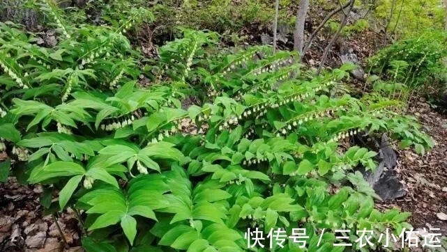 野草|农村山里的这种稀罕野草,市场上卖40块一斤,入药后价值极高