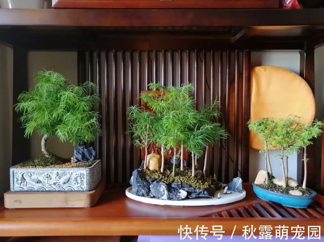 植物|八种命里带“钱”的植物，家里养一盆，招财又旺运，你家养了几种