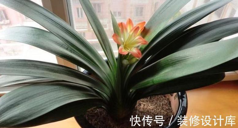 养花“法宝”松针该怎么用?单独使,加工后用,谨记这些准没错