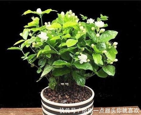 薰衣草|4种“香水花”，选一种养家里，晒晒太阳，满屋香水味，又香又美