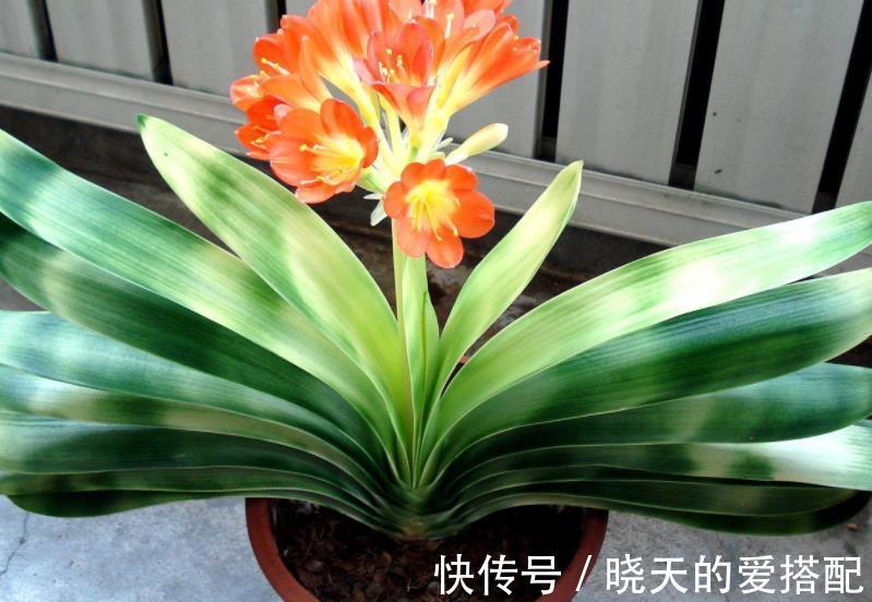 秋凉|8月前后,盆栽君子兰切记这些,不然秋凉植株难开花