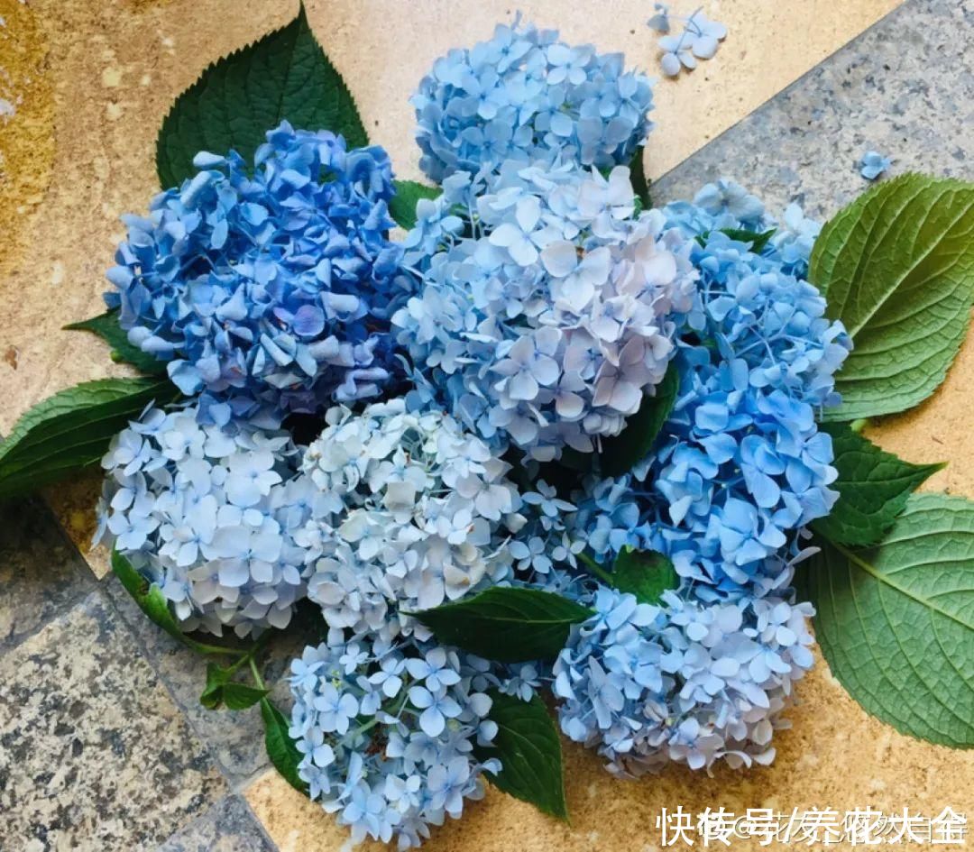 氛围感|养这5种花，实现切花自由，不用别人送