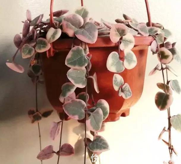 漂亮养眼的8种吊篮植物，绿萝，吊兰都弱爆了